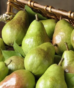 Fresh Pears