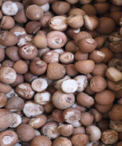 Betel Nuts