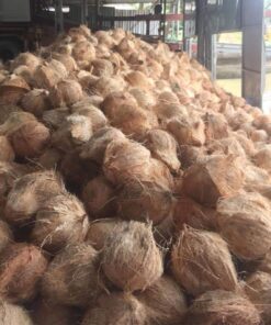 Coconut