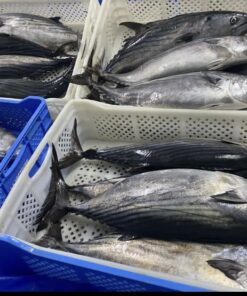 Frozen bonito