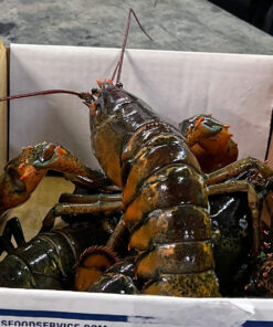 Fresh lobster
