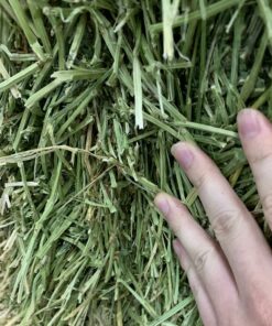 Alfalfa Hay