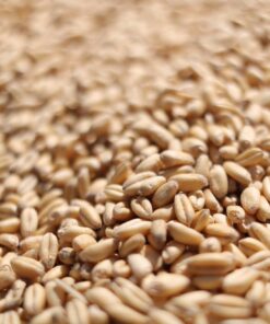Wheat Grain