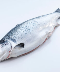 Frozen Salmon