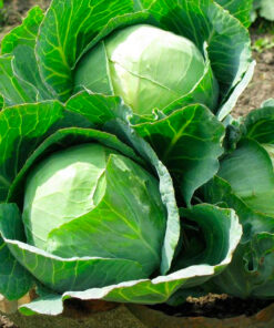 Fresh Cabbage