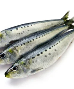 Frozen Sardines