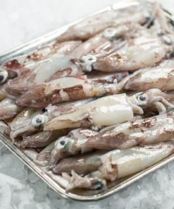 Fresh Squids