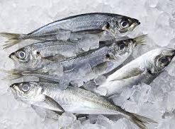 Frozen horse mackerel