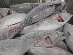 Frozen tuna